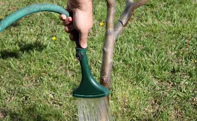 Website-Raytown-seasonal-tips-summer-watering-tree-hand Website-Raytown-seasonal-tips-summer-watering-tree-hand