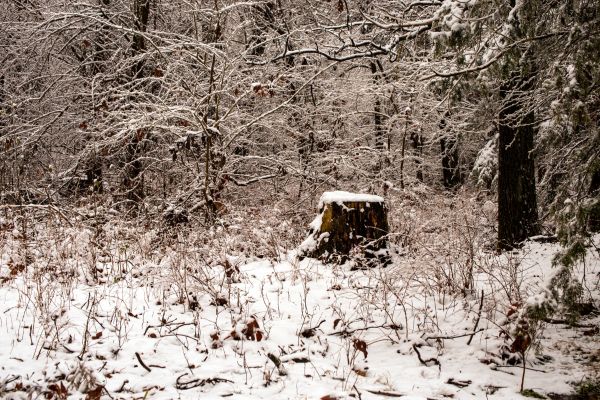 A landscape of a snow covered stump and forest during winter in Raytown, MO