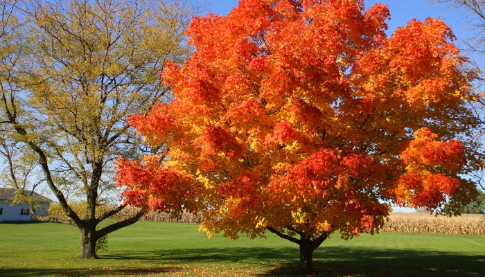 A burst of fall colors on a tree