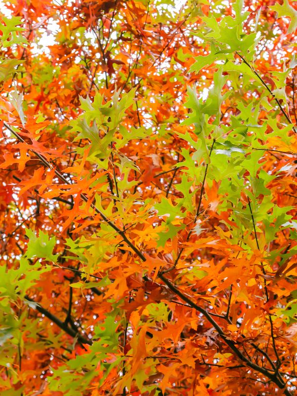 A close-up look on the leaves of pin oak with its distinct shape and foliage during fall season in Overland Park, KS