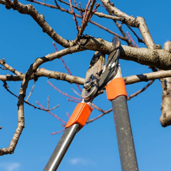 Pruning work