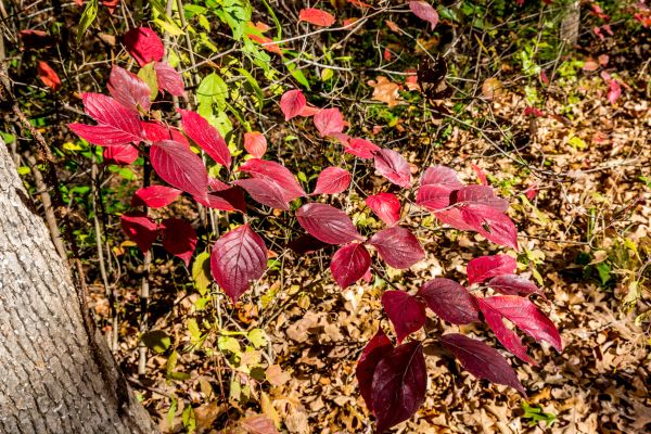 red autumn leaves in Bixby, OK