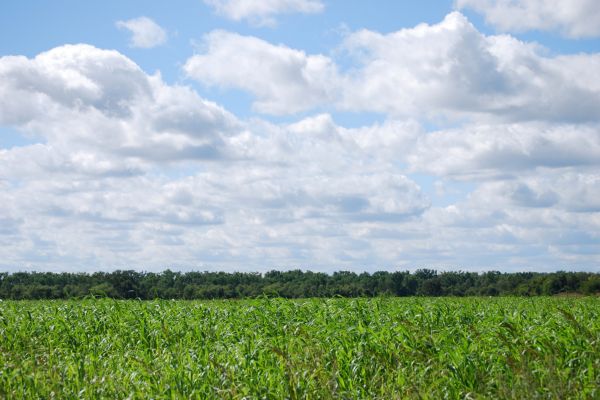 A cornfield near Bixby, OK