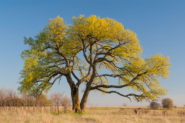 A lone hackberry tree on a field