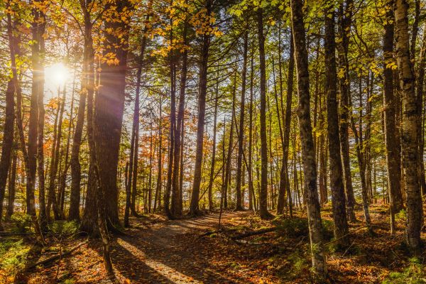 A forest during sunrise in fall near Broken Arrow, OK