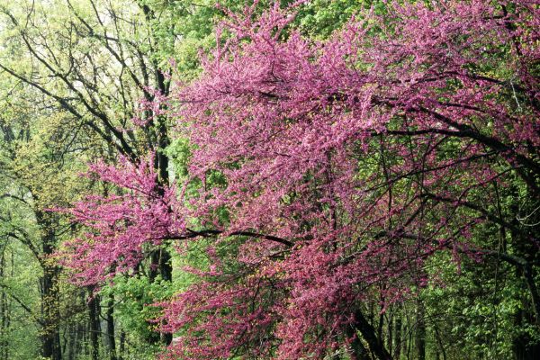 Redbud trees growing on a park near Catoosa, OK