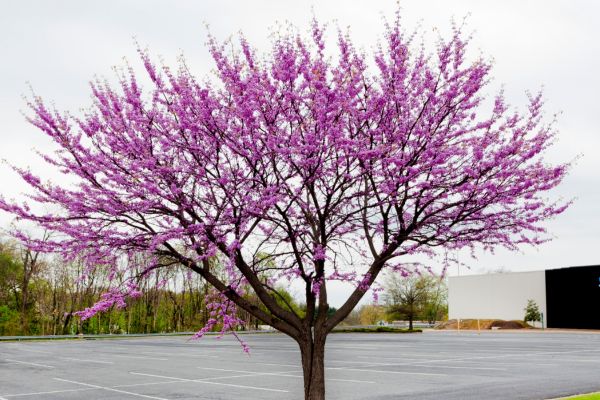 Eastern Redbud tree growing on a private property in Tulsa, OK