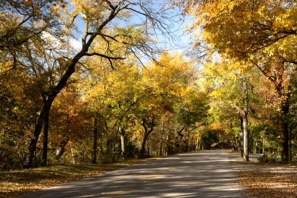 Trees during fall season.