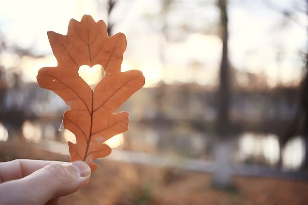 Oak leaf with a heart at the center