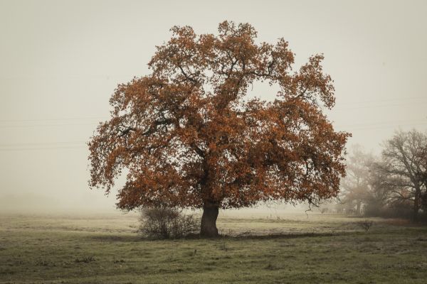 A lone oak tree across a field in Jenks, OK during fall season