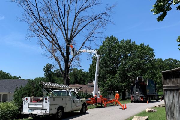 Spider lift with an arborist removing a tree.