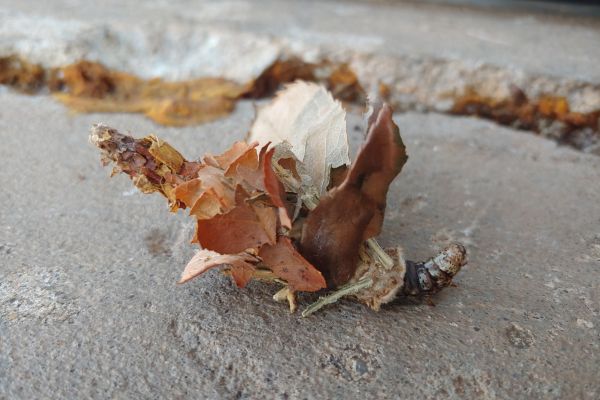 A bagworm on a porch of a house in Tulsa, OK