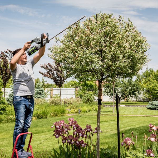 A photo of a guy on DIY pruning a tree on a residence.