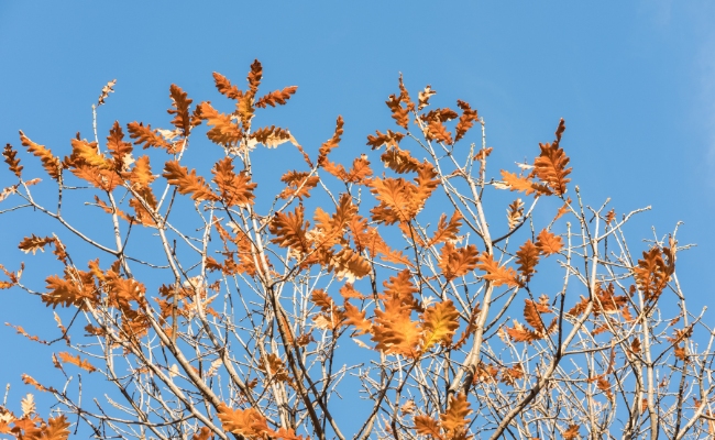 Website-Tulsa-seasonal-tips-fall-dead-branches Website-Tulsa-seasonal-tips-fall-dead-branches