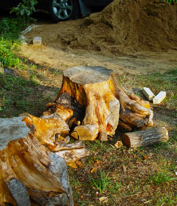 Multiple stumps excavated by Arbor Master for stump removal and will be turned to mulch after in Tulsa, OK.