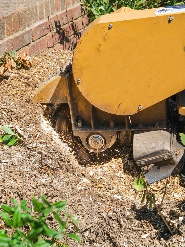 A yellow stump grinder of Arbor Master removing some garden stumps in Tulsa, OK.