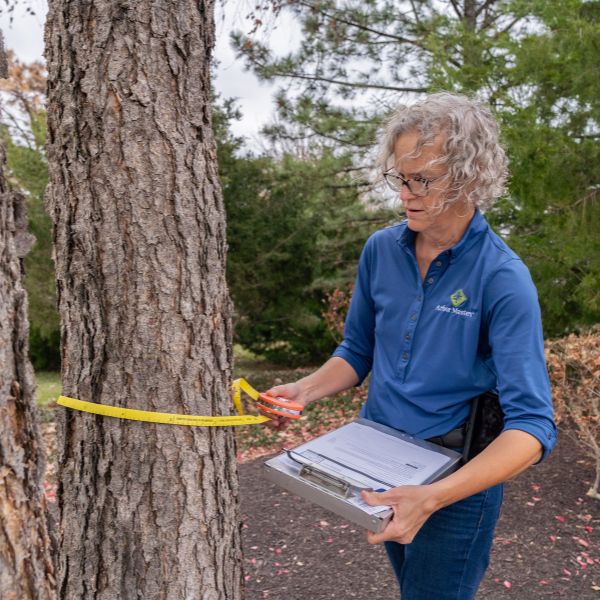 An arborist of Arbor Master measuring a tree trunk circumference on a property near Tulsa, OK