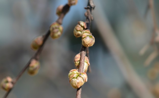 Website-WI-seasonal-tips-spring-common-hackberry