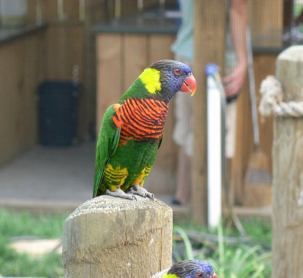 A rainbow lorikeet perched on a log in Tanganyika Wildlife Park in Goddard, KS