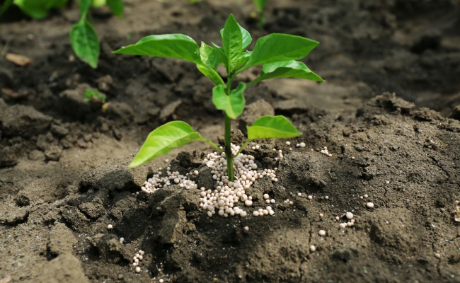 Website-Wichita-seasonal-tips-fall-tree-fertilizer Website-Wichita-seasonal-tips-fall-tree-fertilizer
