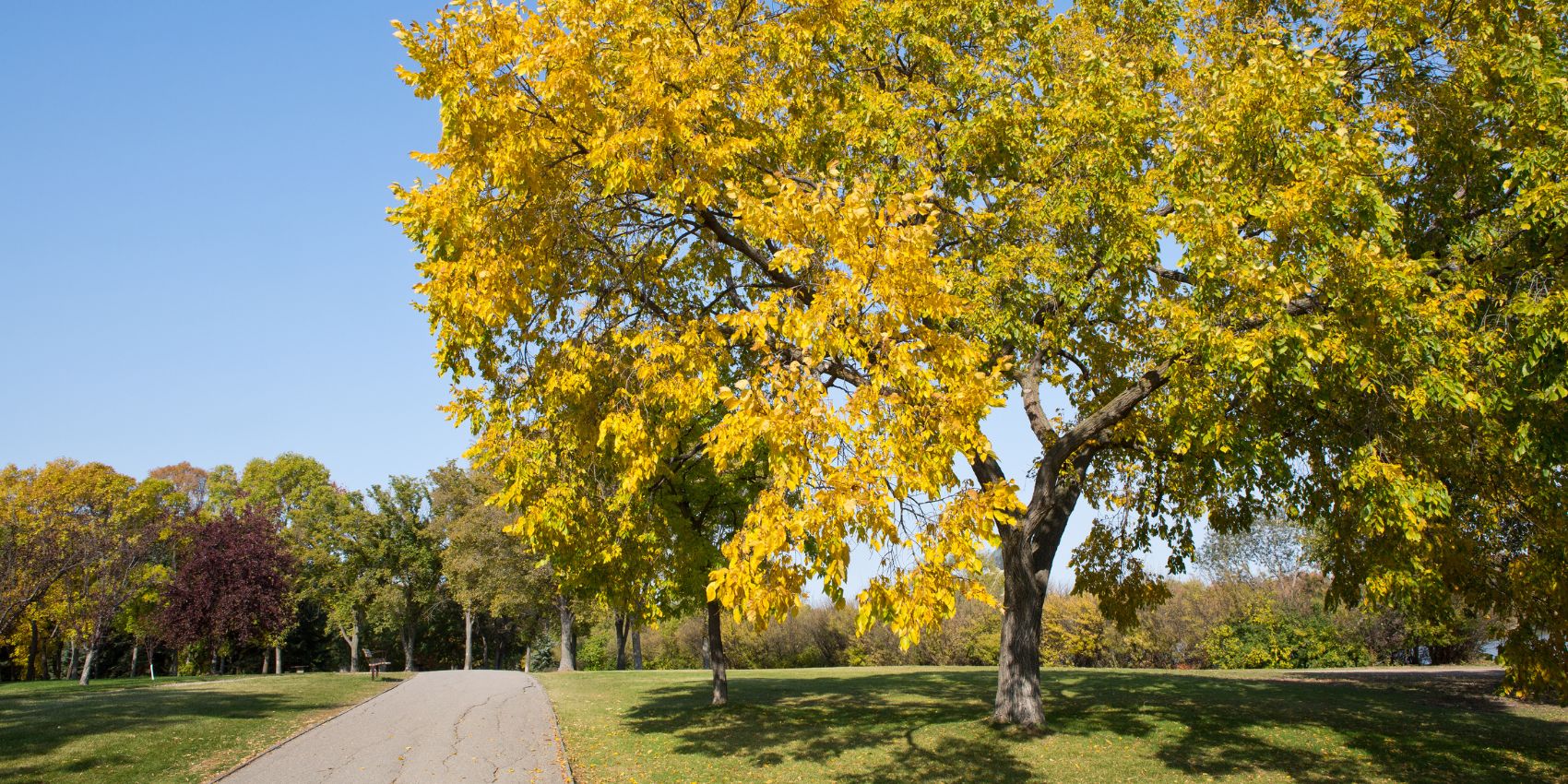 An american elm tree growing across a property near Wichita, KS