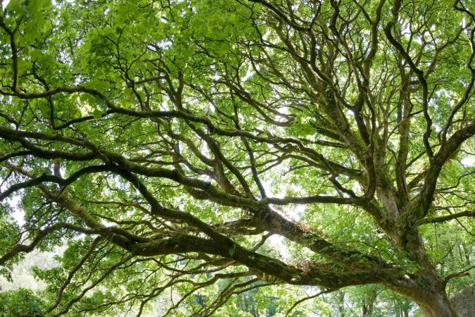 Website-brookside-section-american-sycamore-tree