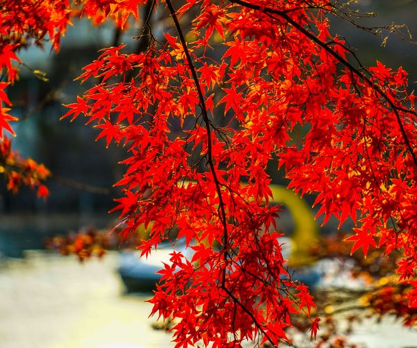 Website-brookside-section-red-maple