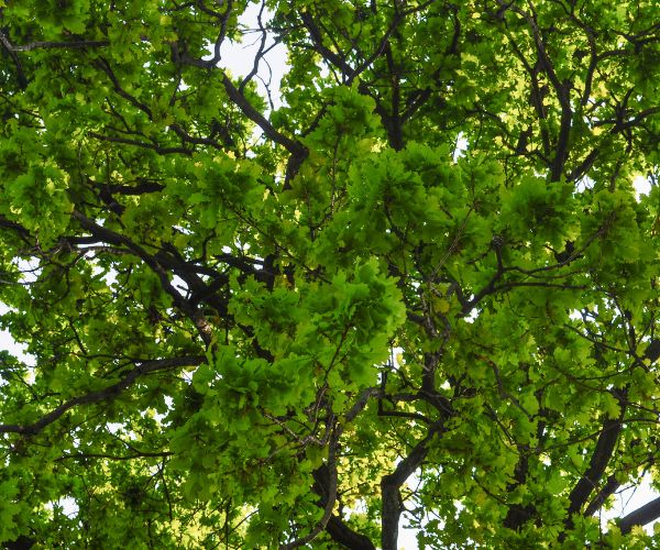 Website-brookside-section-white-oak-canopy