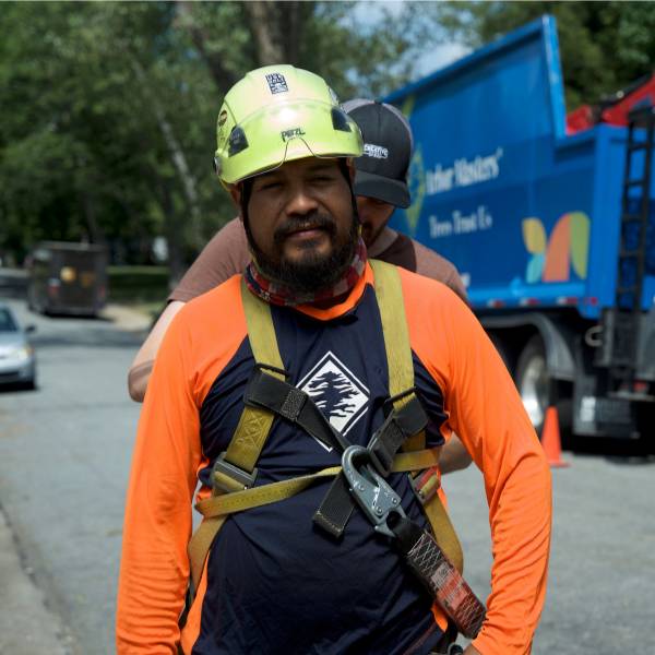 An arborist having the harness being placed properly before proceeding to tree removal.