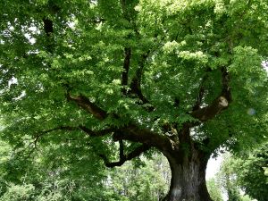 Website-commercial-services-__tree-assessment-pruning