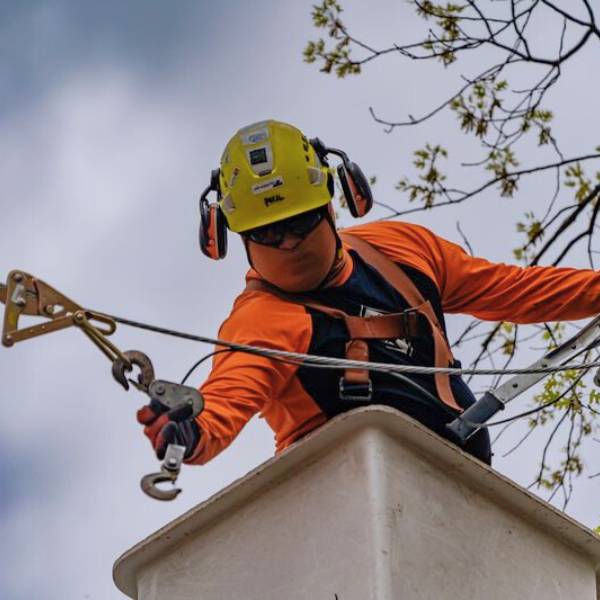 An arborist doing cabling and bracing.