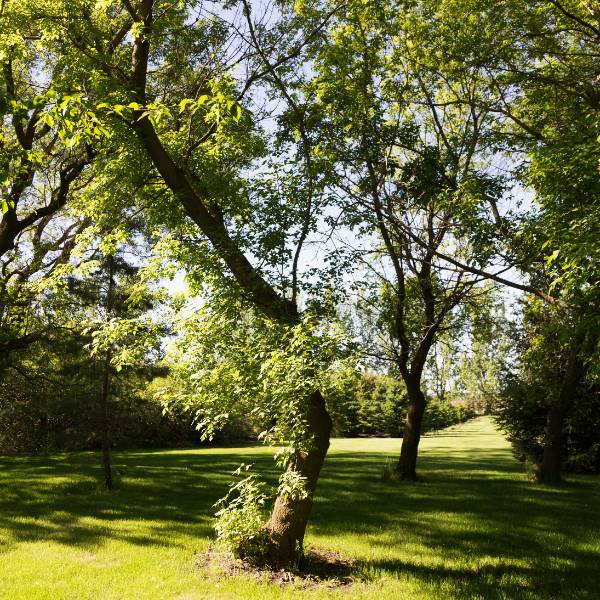 Box elder tree.