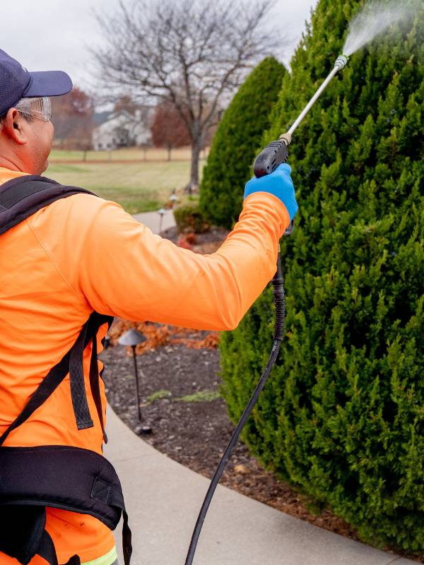 Arborist fertilizing client trees.