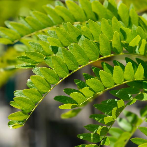 Honey Locust branch with leaves.