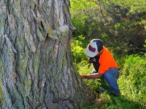 Tree inspection by arborists from Davenport.