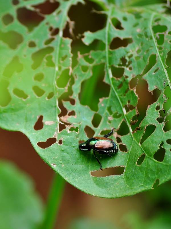 A japanese beetle consuming a leaf.