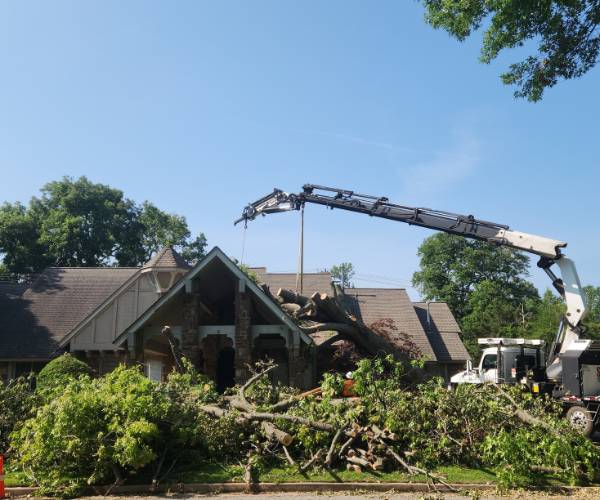 A fallen tree on a client's roof being removed by a crane.