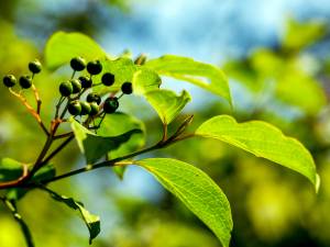 Hackberry fruits.