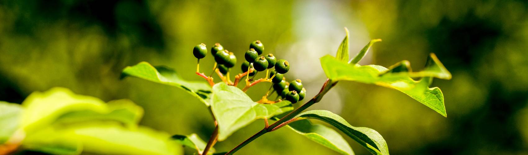 A hackberry fruit dangling from it's branch.