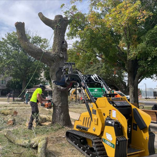 Tree removal done by an arborist of Arbor Masters.