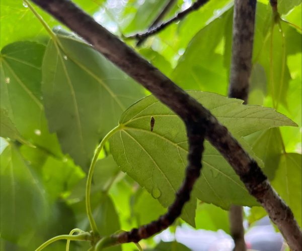 Website-insect-disease-section-early-bagworms Website-insect-disease-section-early-bagworms