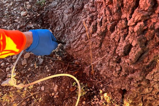 Website-insect-disease-section-image-dutch-elm-treatment Website-insect-disease-section-image-dutch-elm-treatment