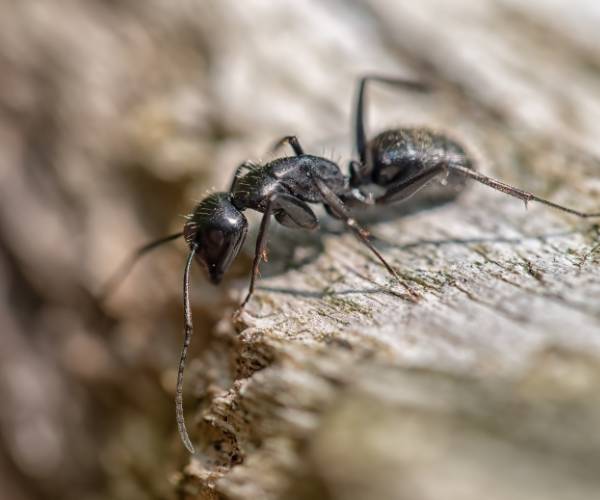 Carpenter ants on a tree trunk consuming the tree.