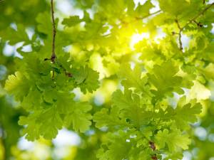 Tree leaves that are healthy after tree disease prevention was performed.