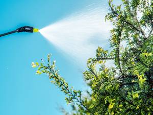 Tree leaves being sprayed for treatment.