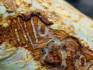 A trail from an emerald ash borer.