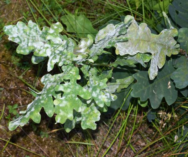 Oak leaves having powdery mildew.