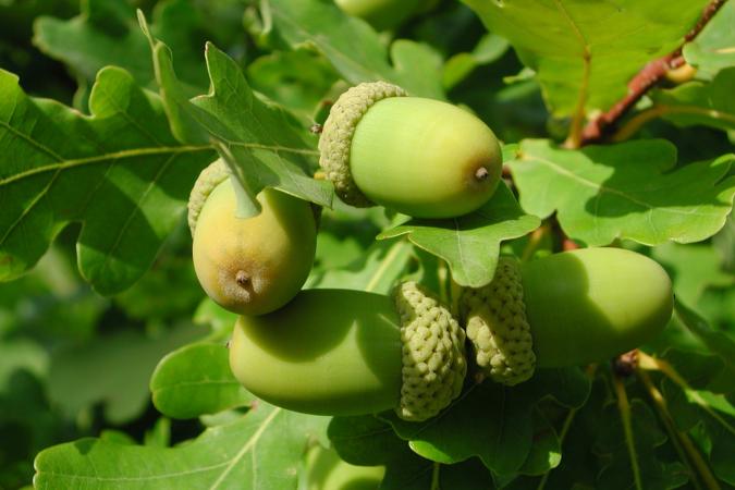 Website-lake-lotawana-section-white-oak-fruit