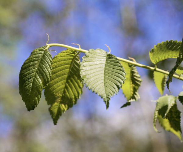 Website-lake-tapawingo-section-american-elm-leaves