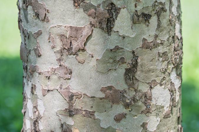 Website-lake-tapawingo-section-american-sycamore-trunk